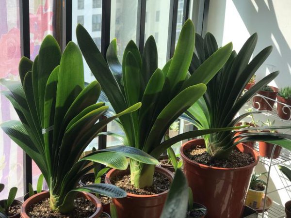 松土剂真的可以松土吗