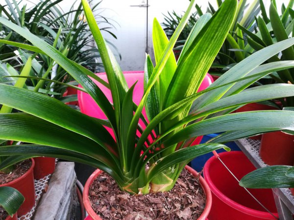 松土剂真的可以松土吗