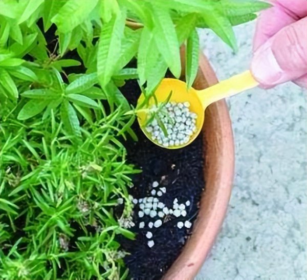 松土剂真的可以松土吗