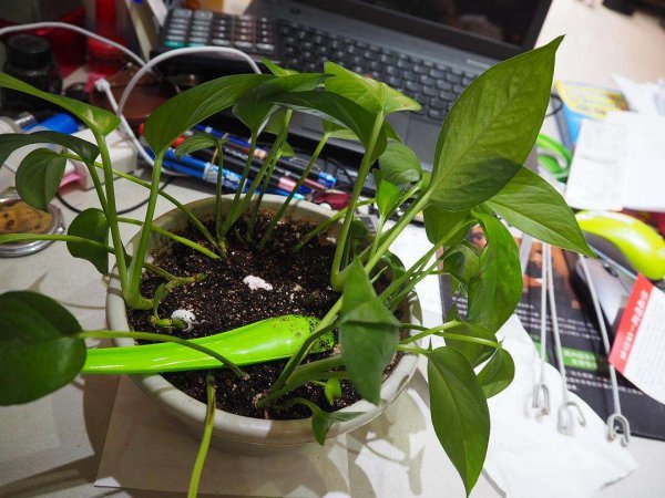 松土剂真的可以松土吗