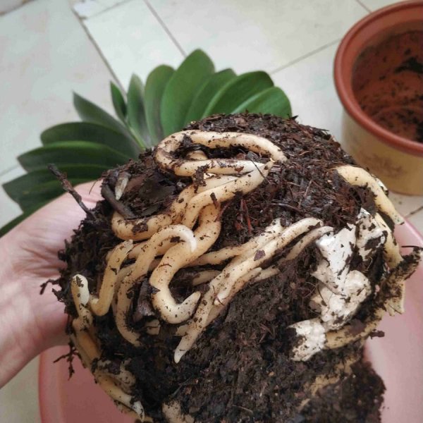 松土剂真的可以松土吗