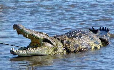 世界十大猛兽排名榜 世界猛兽战斗力排名第一的动物