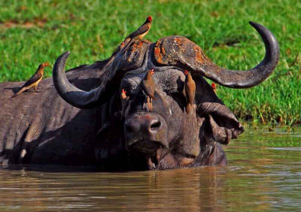 世界十大猛兽排名榜