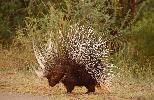 世界十大猛兽排名榜