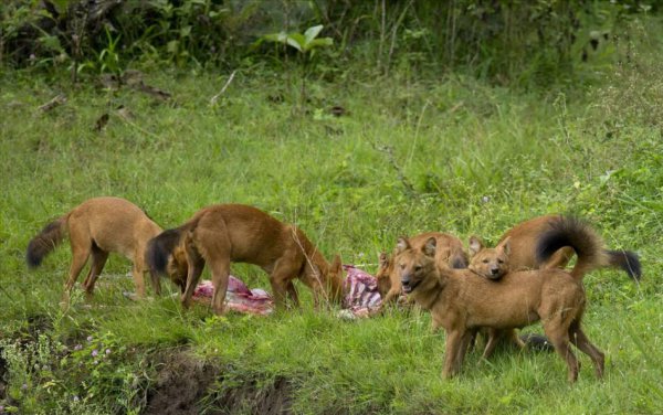 世界十大猛兽排名榜