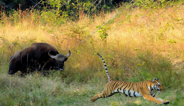 世界十大猛兽排名榜