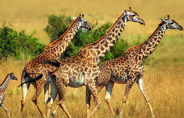 世界十大猛兽排名榜