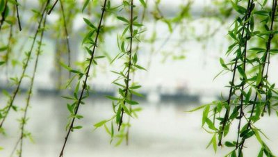 插柳枝是什么节日的风俗 古代门前插柳是什么节日