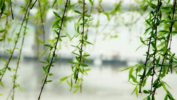 插柳枝是什么节日的风俗