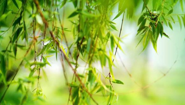 插柳枝是什么节日的风俗