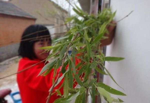 插柳枝是什么节日的风俗