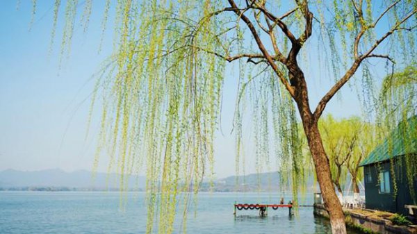 插柳枝是什么节日的风俗