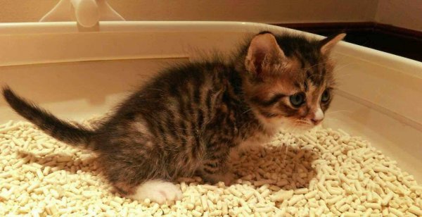 冲水马桶谁发明的