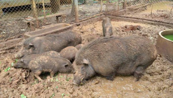 冲水马桶谁发明的