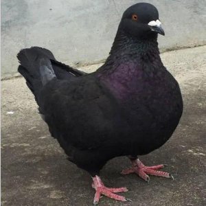 农村养殖什么不愁销路 现在农村养殖什么既好养又好卖