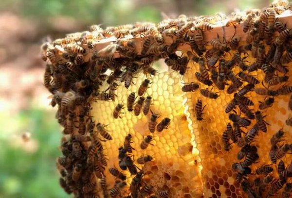 农村养殖什么不愁销路