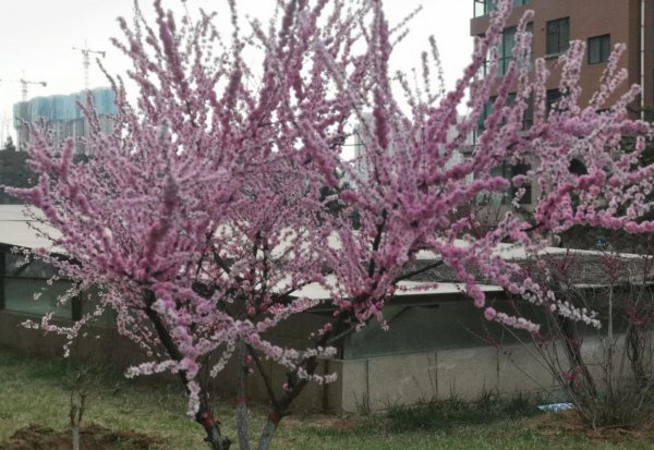 新闻的三大特点以及定义