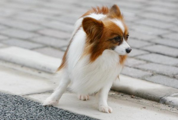 蝴蝶犬为什么养的人少