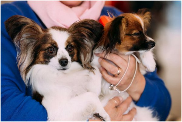 蝴蝶犬为什么养的人少