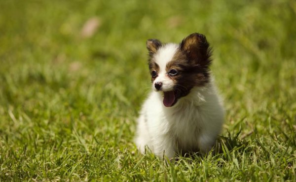 蝴蝶犬为什么养的人少