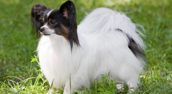 蝴蝶犬为什么养的人少