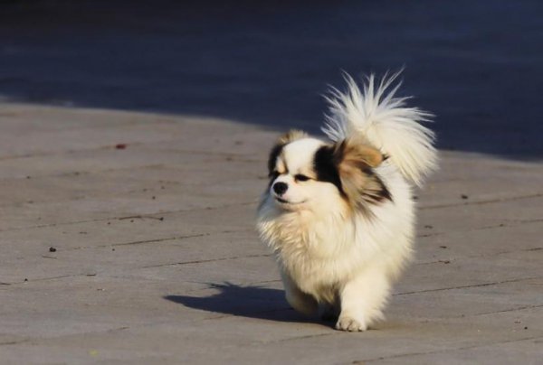 蝴蝶犬为什么养的人少