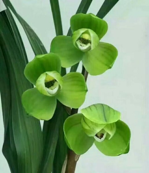 中国最贵的兰花多少钱一株