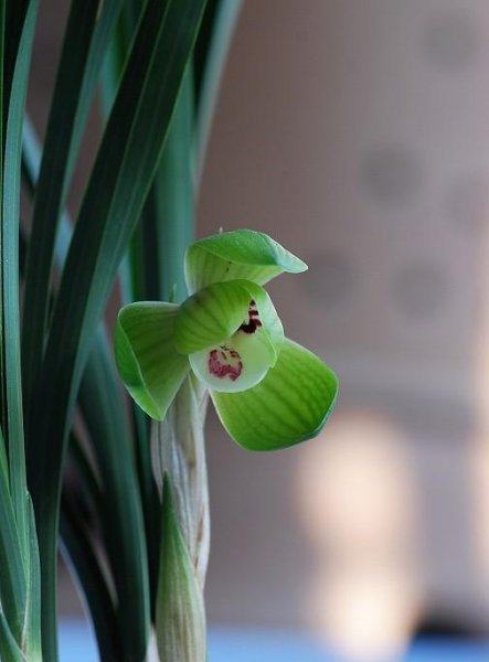 中国最贵的兰花多少钱一株