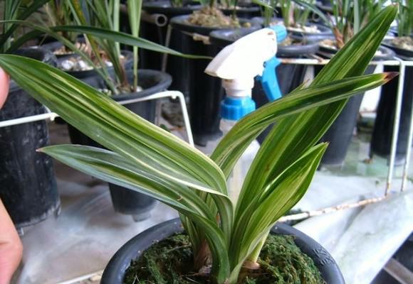 中国最贵的兰花多少钱一株