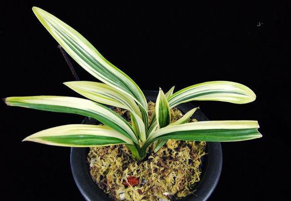 中国最贵的兰花多少钱一株