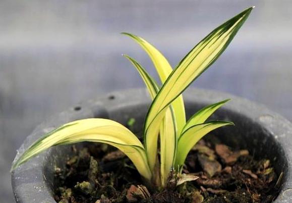 中国最贵的兰花多少钱一株