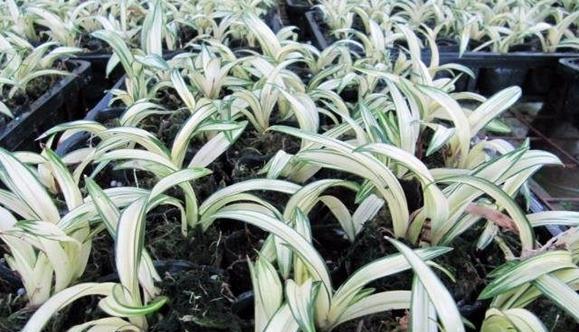 中国最贵的兰花多少钱一株