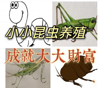 农村冷门暴利养殖业有哪些 农村什么养殖业冷利润高