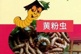 农村冷门暴利养殖业有哪些