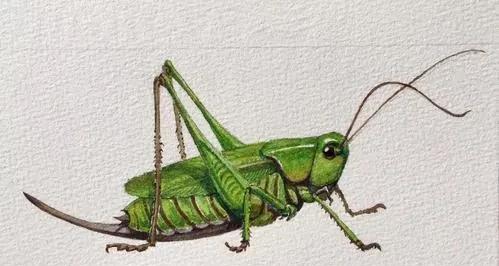 农村冷门暴利养殖业有哪些