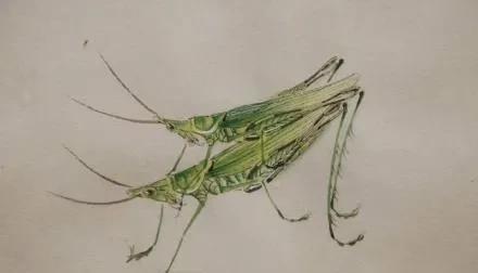 农村冷门暴利养殖业有哪些