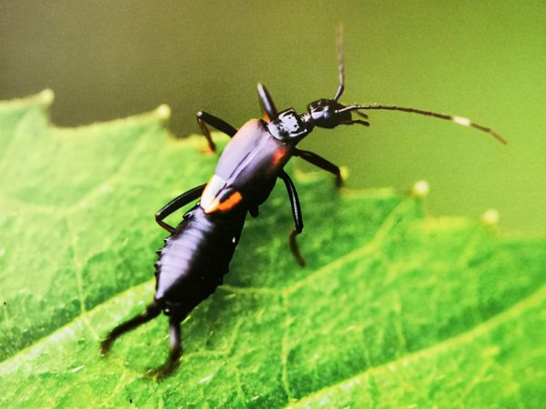 家里为什么会出现蠼螋