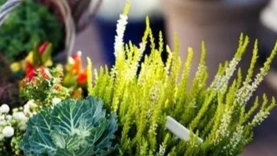 穆里亚文明是真的假的