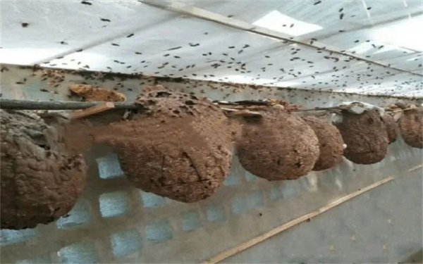 农村做什么养殖比较好