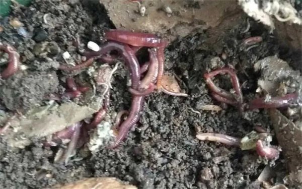 农村做什么养殖比较好