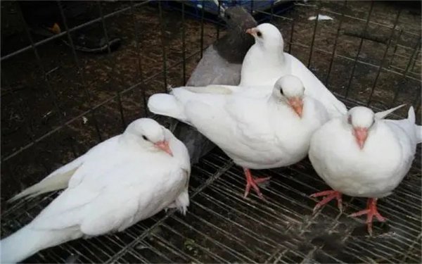 农村做什么养殖比较好