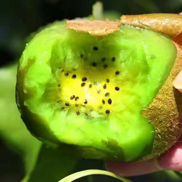 陕西特产有哪些土特产