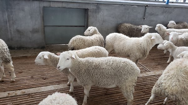 杜泊羊的优缺点及价格