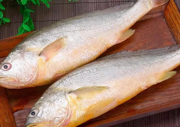 菜市场常见的鱼有哪些