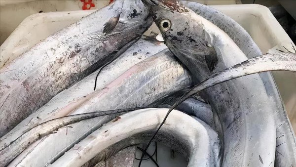 菜市场常见的鱼有哪些