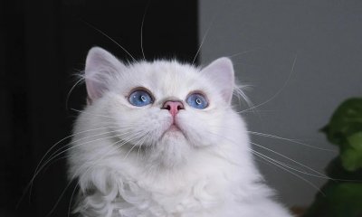 为什么说三个月的猫不好养 三个月以下的奶猫难养的原因