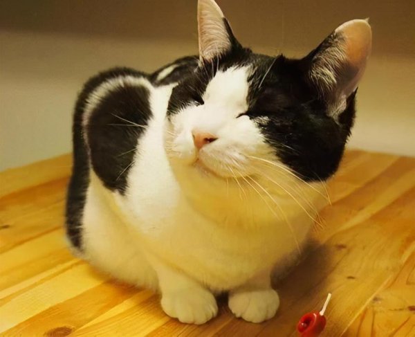 为什么说三个月的猫不好养