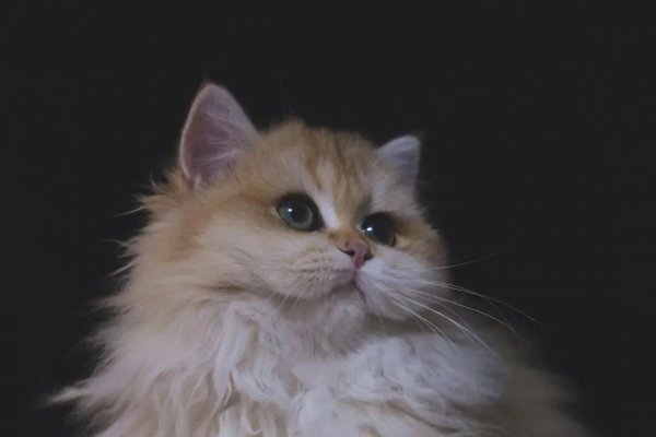 为什么说三个月的猫不好养