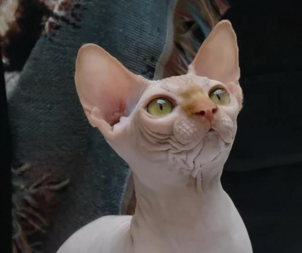 为什么说三个月的猫不好养