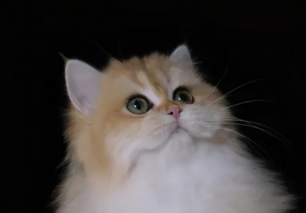 为什么说三个月的猫不好养